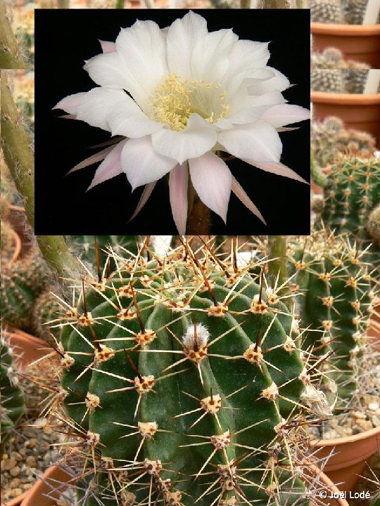 Echinopsis sp JL03-873 fl. ivoires